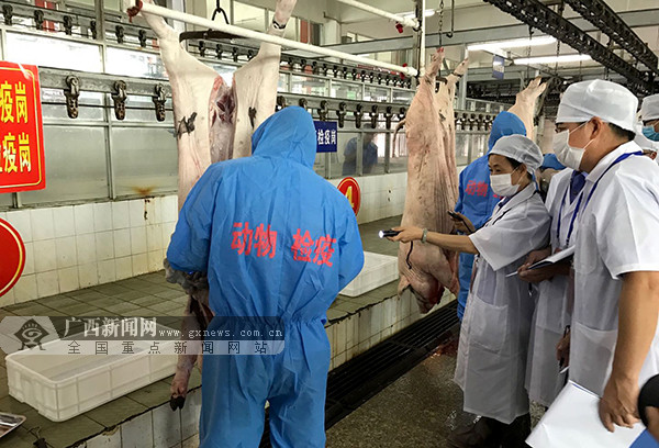 广西:动物检疫检验员比拼技能 把好猪肉质量安全关