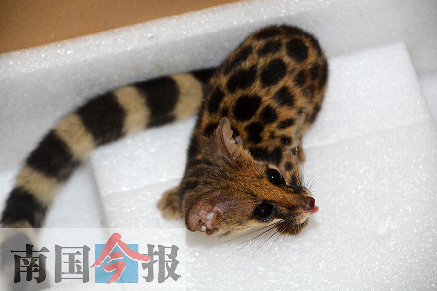 斑林狸民宅"躲猫猫"半个月 森林公安助它回归自然(图)-广西新闻网