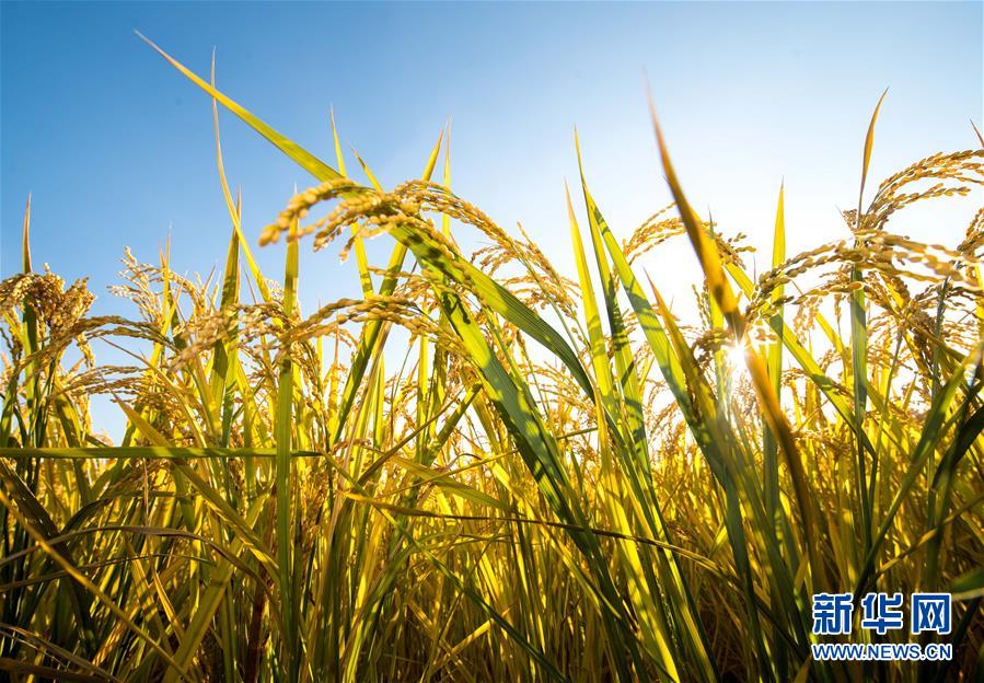 这是在吉林省吉林市万昌镇张楠楠的家庭农场拍摄的水稻(9月18日 .).