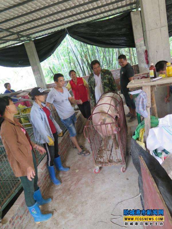 赶猪进笼,上秤,赶猪出笼上车,近10人忙里忙外,好不热闹(如图).