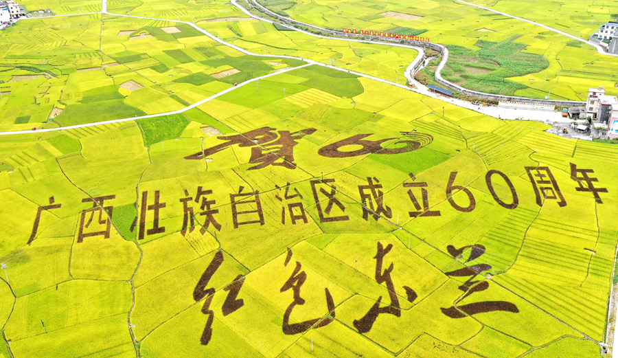 东兰县兰木乡1000多亩的富硒墨米稻田