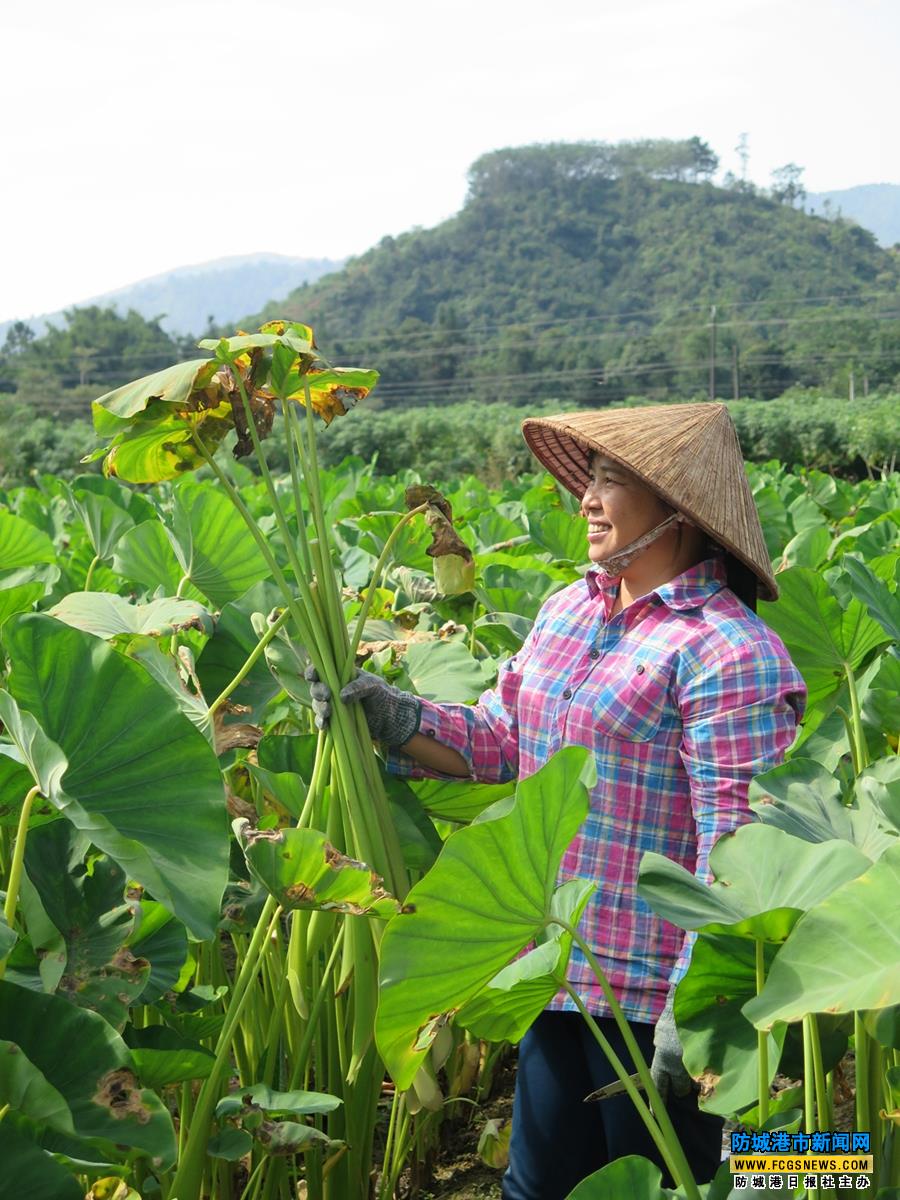 防城港那良大村芋蒙采收腌制正当时