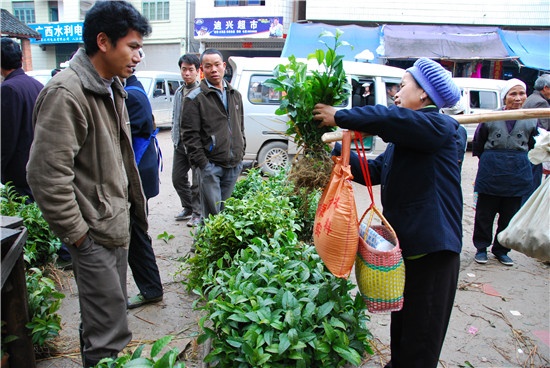 2018中国茶业科技年会将在三江举办(图)