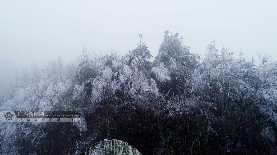 高清融安县高寒山区出现雾凇景观45