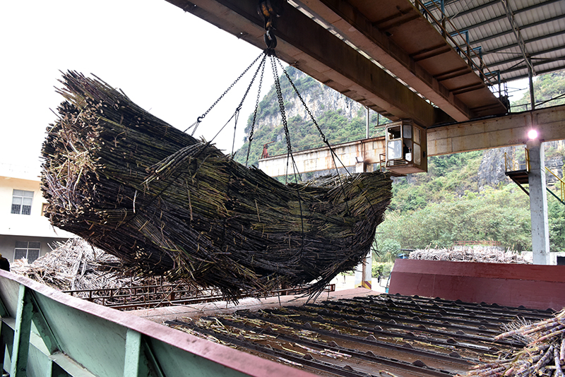广西糖业集团大新制糖有限公司举行2018/2019榨季开榨仪式-广西新闻网