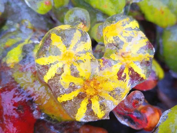 高清：乐业高山地带现冰霜雾凇景观 冰雪美景爆表