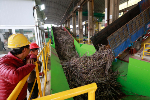 11月30日,在柳城县凤山糖厂压榨车间,技术工人将整车的甘蔗倒入压榨