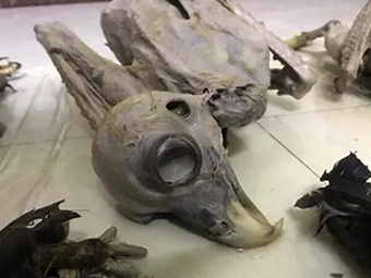 1月3日焦点图：50多吨野生动物售往多地饭店