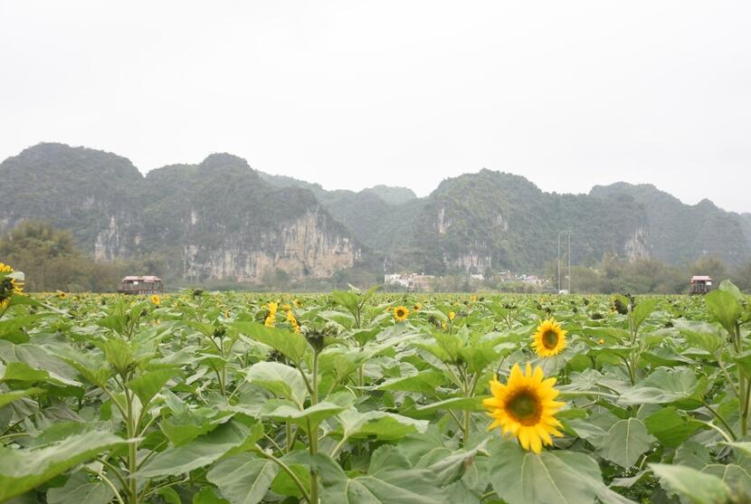 “三民”活动便利农村 特色改造助建“美丽南宁”