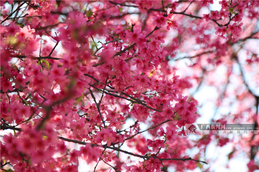 满眼的樱花美景.甘晓东 摄