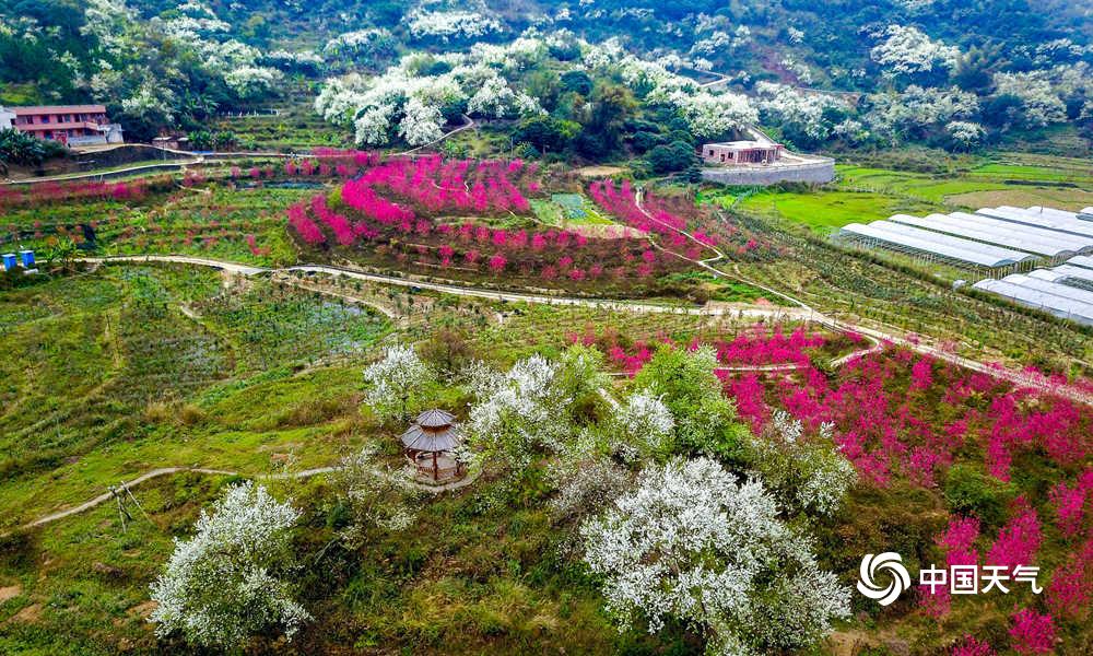 广西钦州梨花谷景区图片