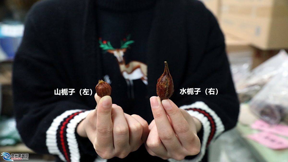 山栀子,水栀子对比图.