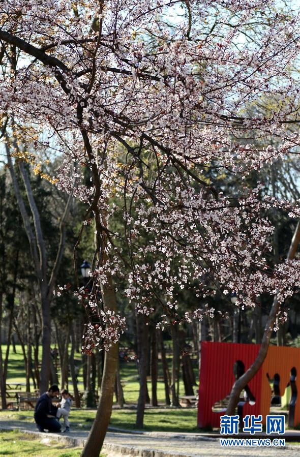 伊斯坦布尔:春回大地百花开