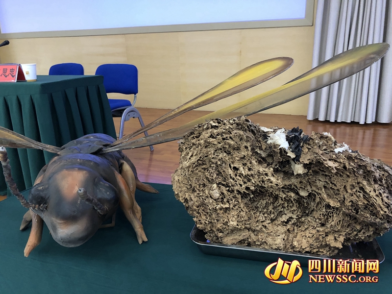 白蚁危害标本及模型