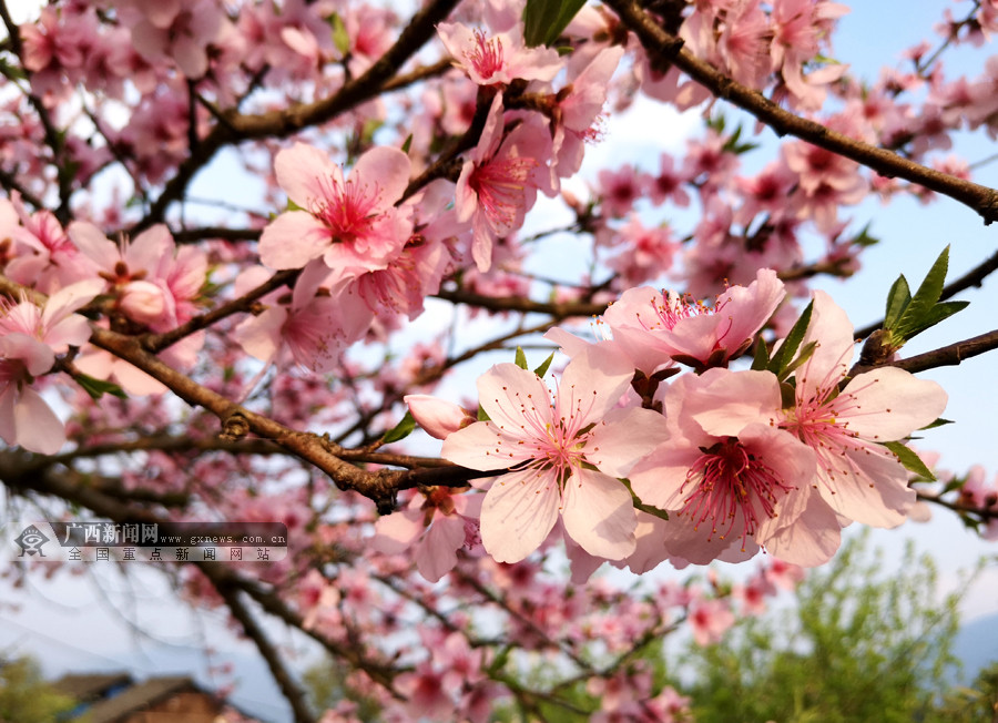 人间三月芳菲始 三江桃花梨花绽放枝头(图(1/6)