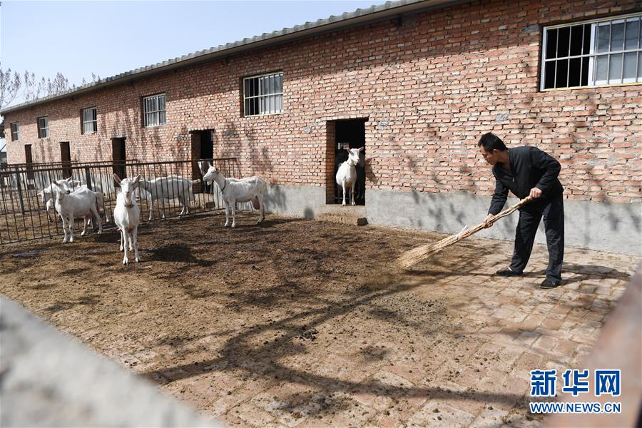 4月16日,张向阳在清理羊舍. 新华社记者 张博文 摄