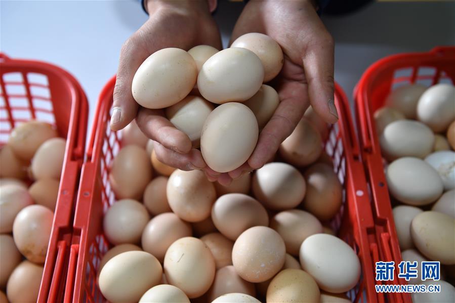 北漂返乡深山养鸡记