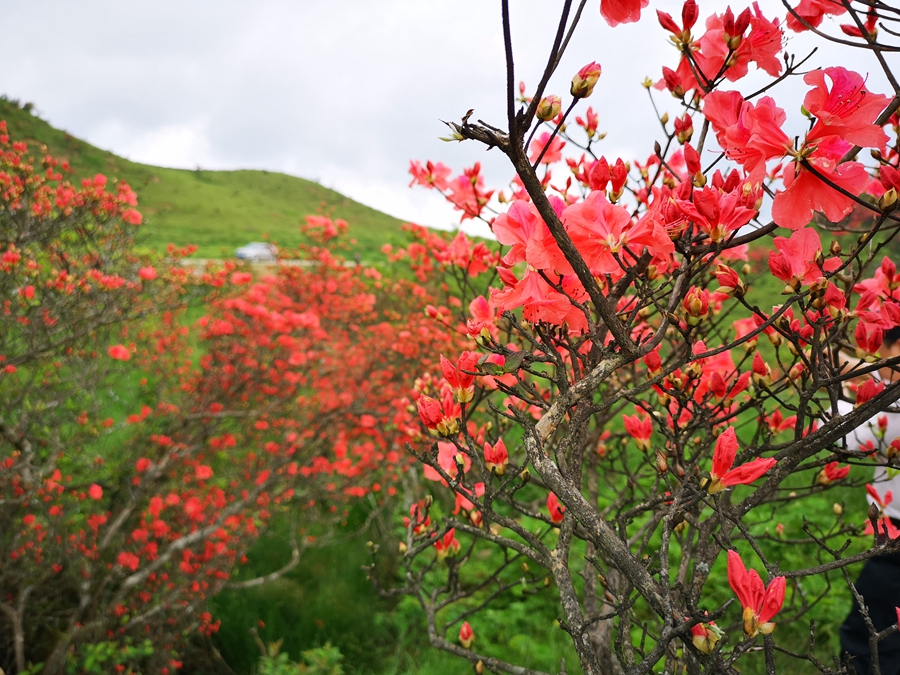 宝盖山杜鹃花都开好了,只等你来!
