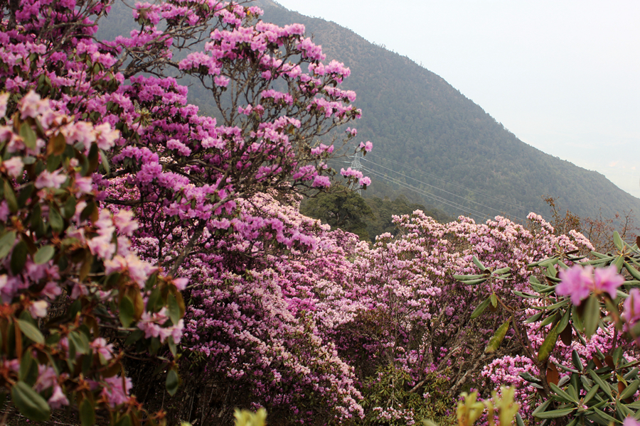 云南大理:杜鹃花海引客来(组图)