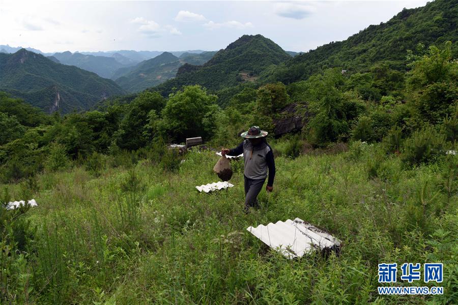 大山深处养蜂忙