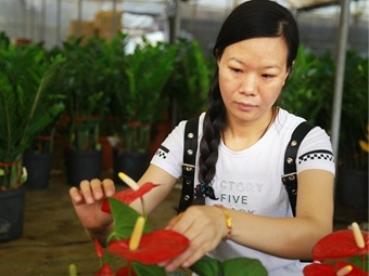 【12小时】花工李安丽:日行200公里维护300盆绿植