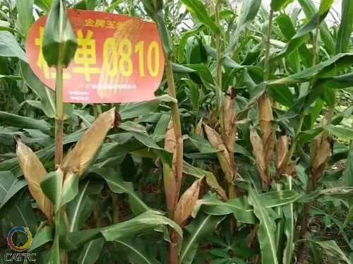 图为桂单0810玉米壮乡的玉米地种上了自己的种子2003年发生的"假种子