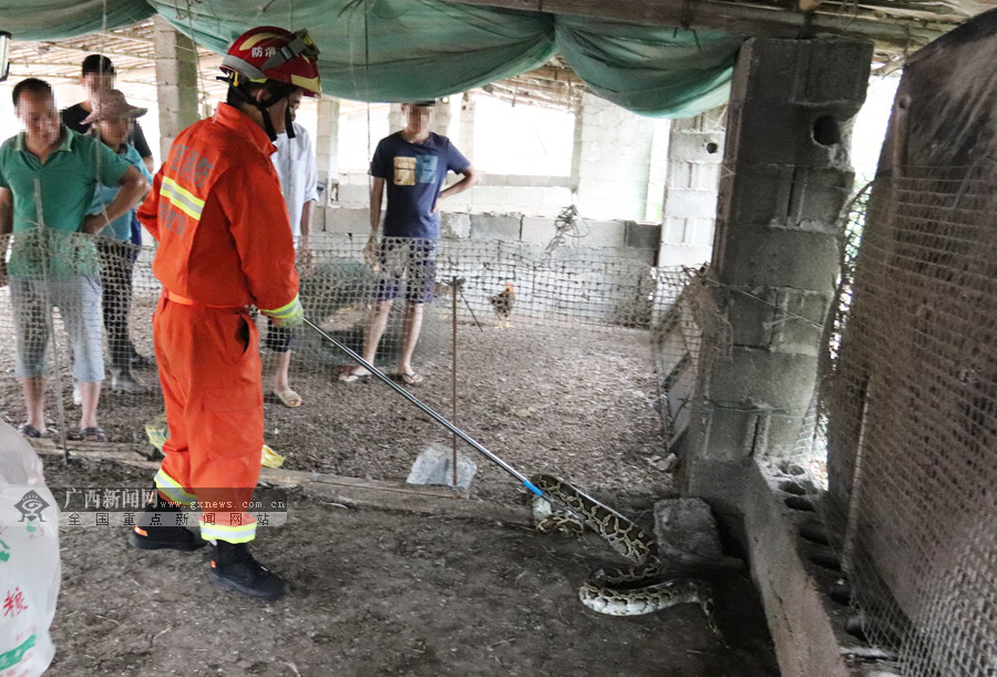 20斤重蟒蛇盘踞鸡舍吃鸡吓坏村民 消防员紧急除险 (2/4)
