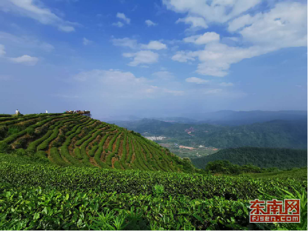 长龙:"最美茶山"变金山银山