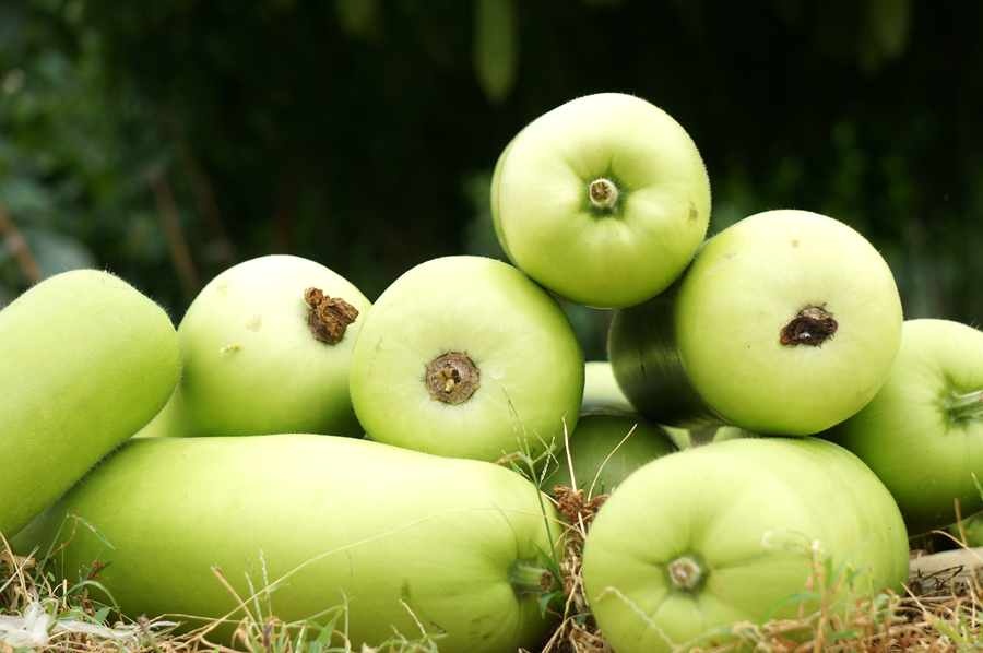 绿肉节瓜水分丰盈 记者 黄登 摄