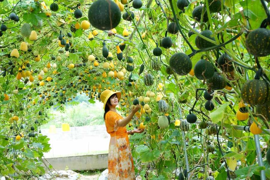 美丽的双色南瓜 记者 黄登 摄