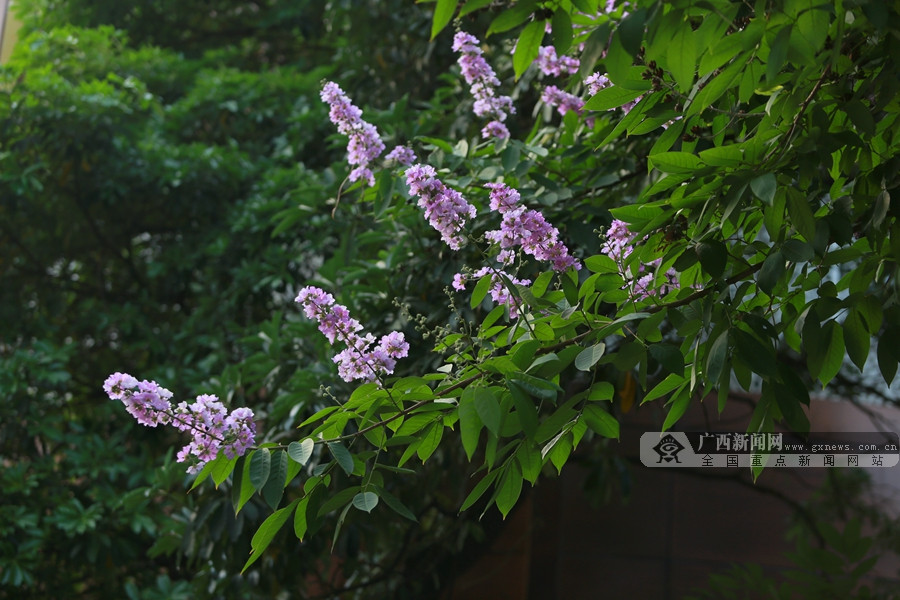 绽放枝头的紫薇花.广西新闻网记者 王飞摄