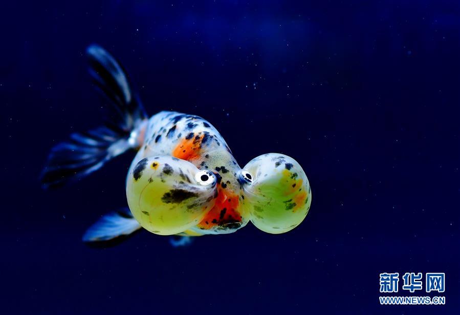 上万尾金鱼福州斗艳 (5)