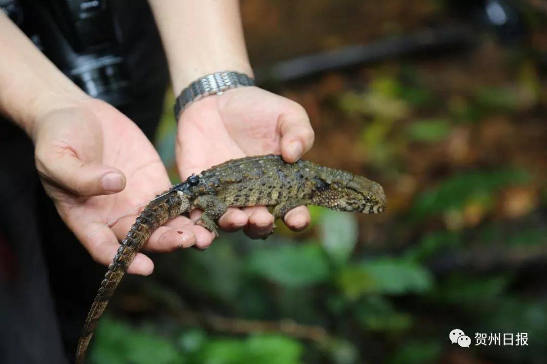 全球首例!广西科学野外放归瑶山鳄蜥 (2)