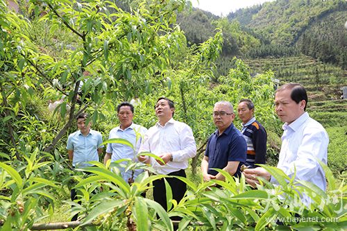 与会人员参观纳直乡纳直村丘乐产业发展示范基地天峨县县委书记陆祥红