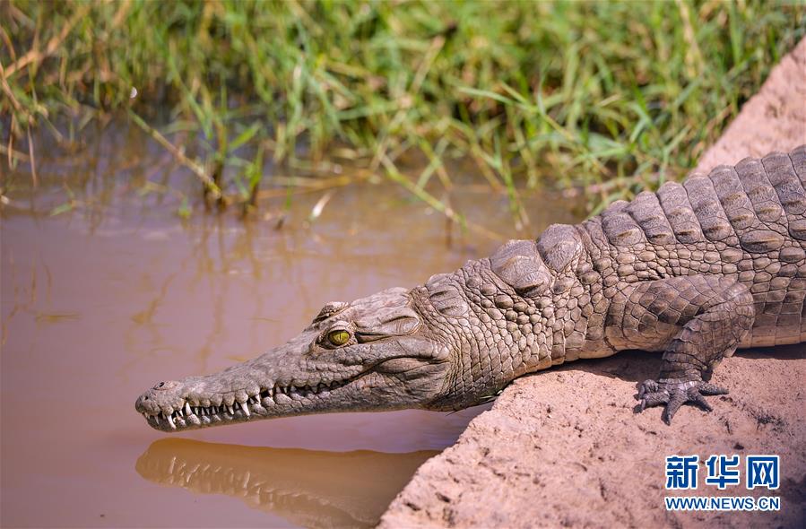 这是6月12日在肯尼亚桑布鲁国家公园内拍摄的鳄鱼.新华社记者 李琰 摄