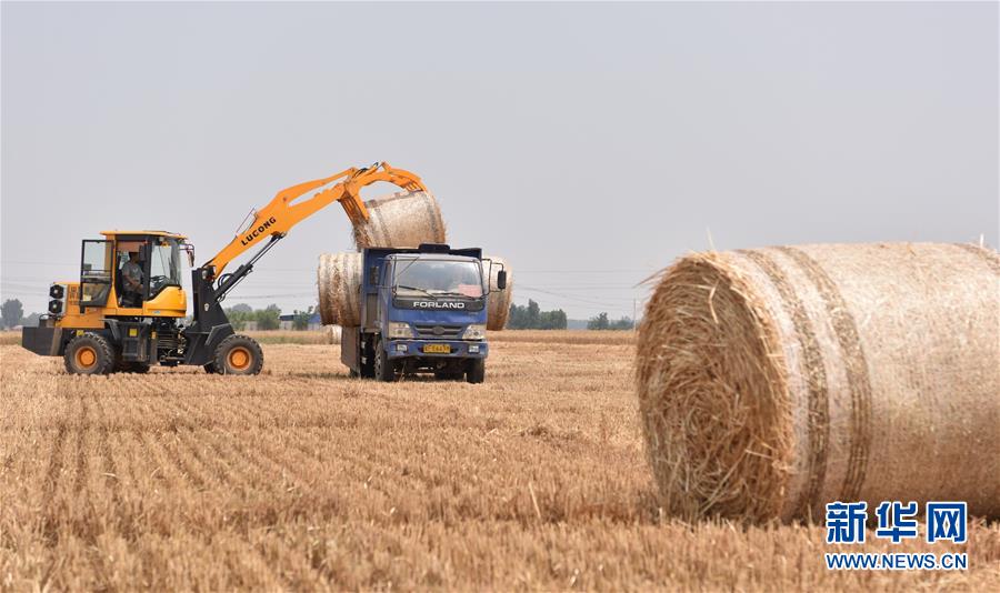 在河北省定州市号头庄乡杨家桥村的麦田里,农民操作机械将打捆的秸秆