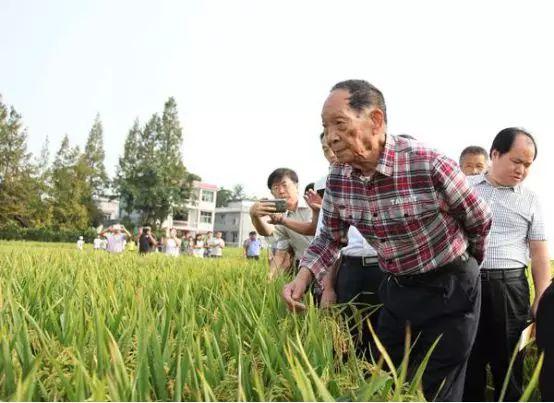 袁隆平到基层查看水稻长势