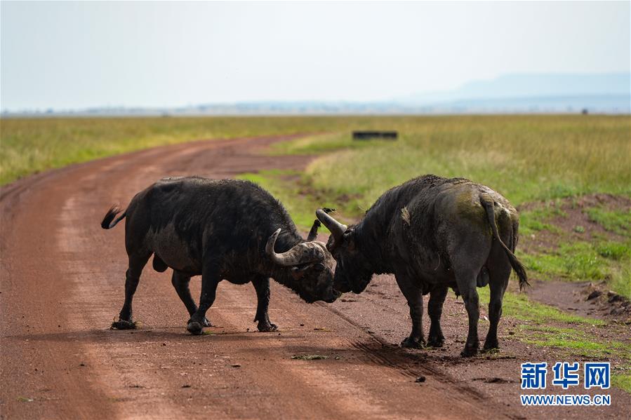 6月17日,在肯尼亚马赛马拉国家保护区,两头水牛在打斗.