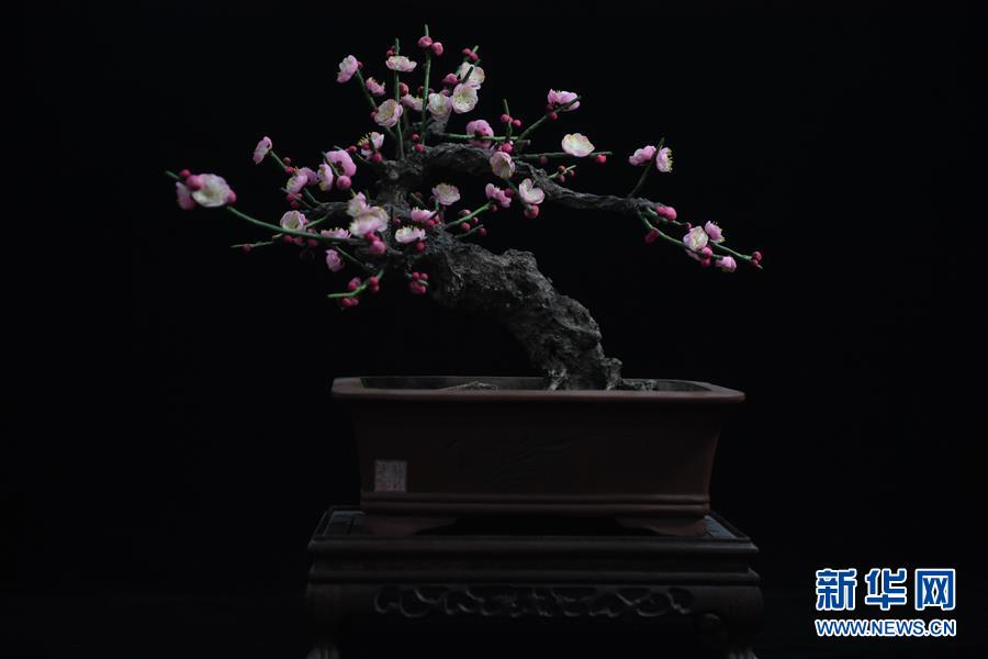 戴春富制作的通草花盆景作品(6月18日摄). 新华社记者 季春鹏 摄