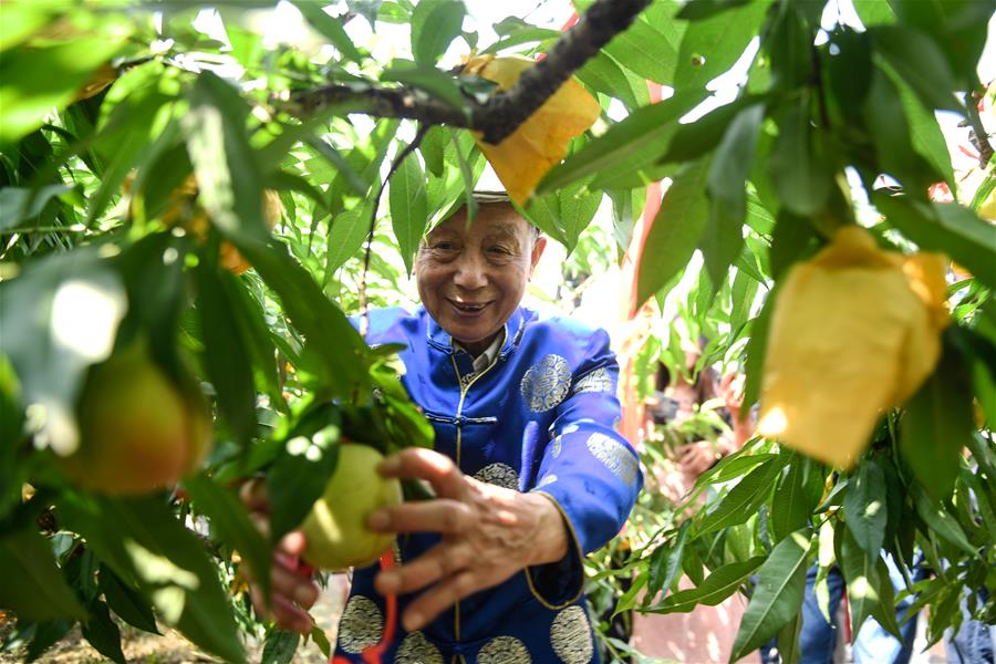 浙江奉化:水蜜桃新鲜开摘 (2)