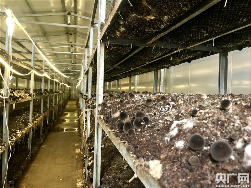 18套标准工厂化食用菌房中种植草菇的菇架均为5层,菇房和办公区的顶部