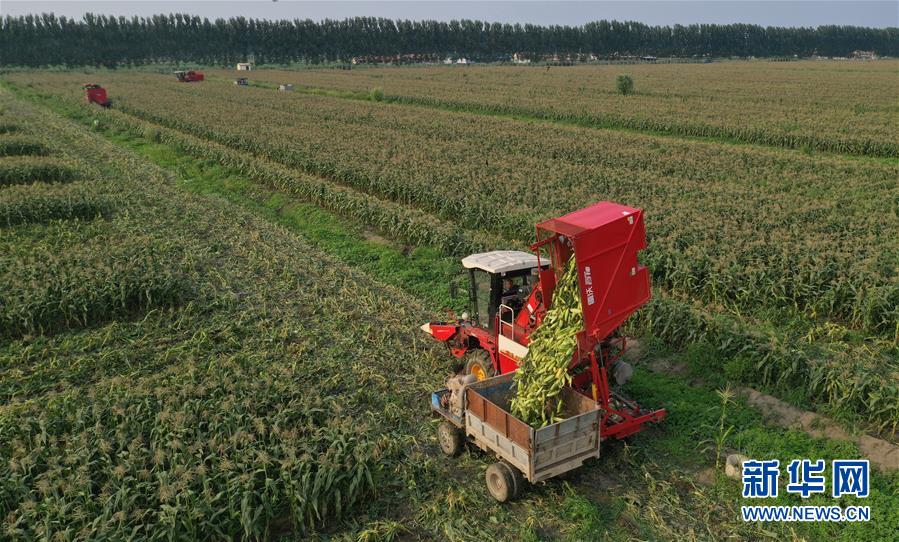 7月18日,唐山市丰润区李钊庄镇李虎庄村农民在收获水果玉米(无人机