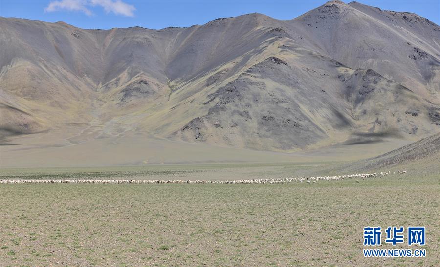 在西藏阿里地区日土县多玛乡帕珠贡玛牧业点,牧民们将几百只羊"集结"