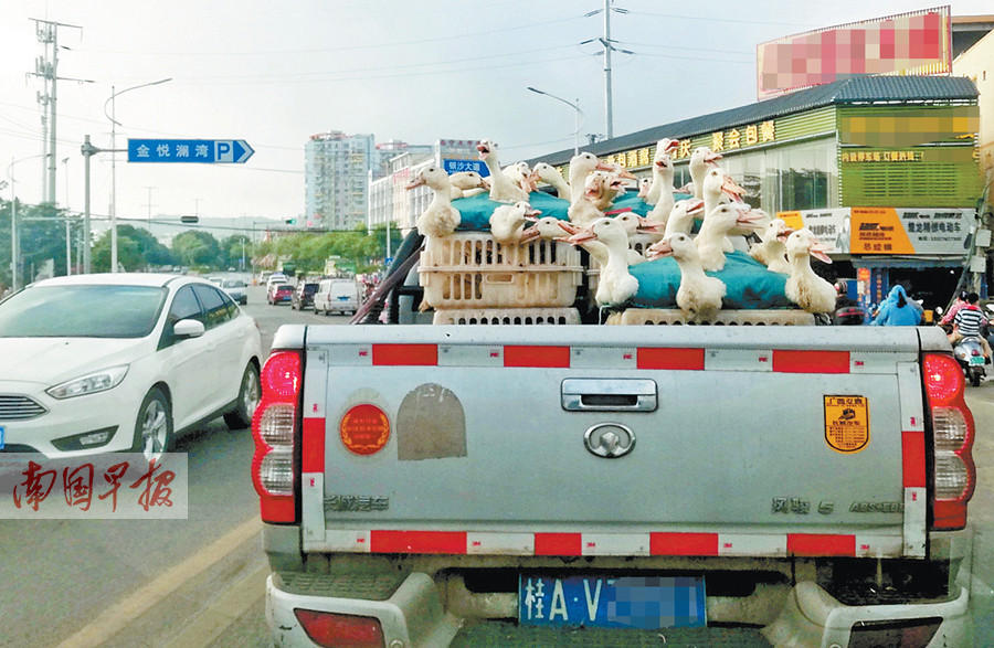 图为8月13日,大批活鸭正运往南宁市各个农贸市场进行销售.