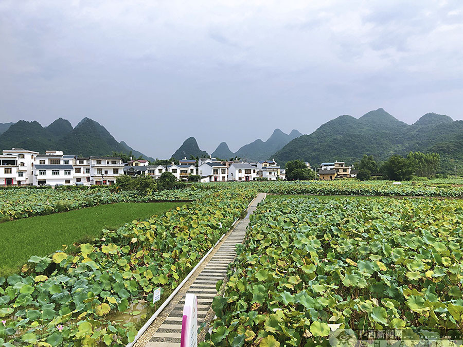 看美丽乡村庆70华诞大型主题直播活动走进鹿寨县大兆村48