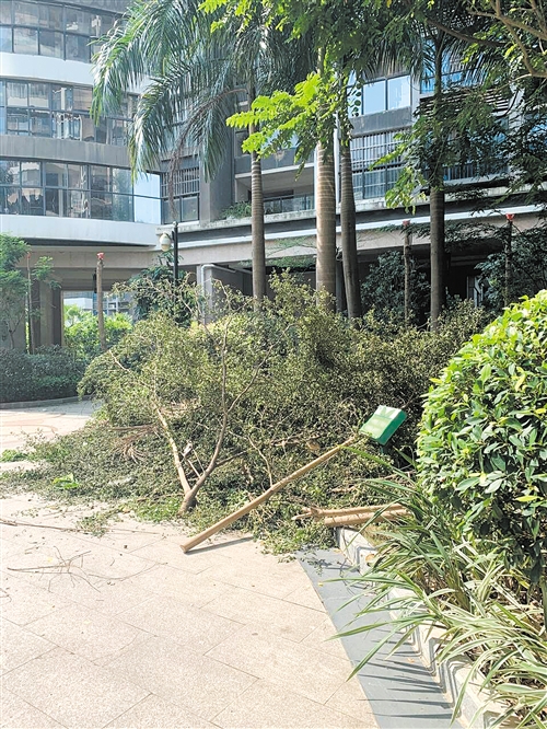 小区40棵树木被"剃光头 业主对修剪意见不统一