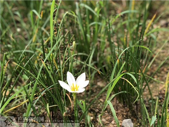 广西新闻网记者 谢冬梅 摄工作人员正在除草.