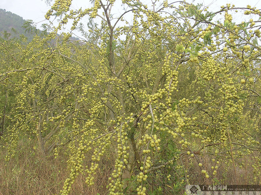 贵港平南:小小余甘果 开辟乡村振兴致富路 (7/7)