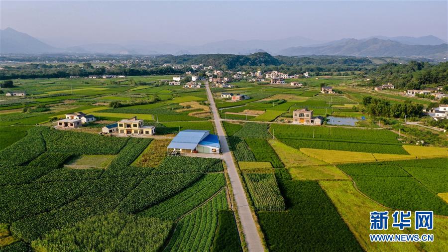 这是广西恭城瑶族自治县栗木镇良溪村的秋田景色(9月27日无人机拍摄).
