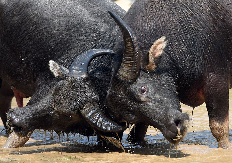 侗寨斗牛闹金秋 风雨桥下